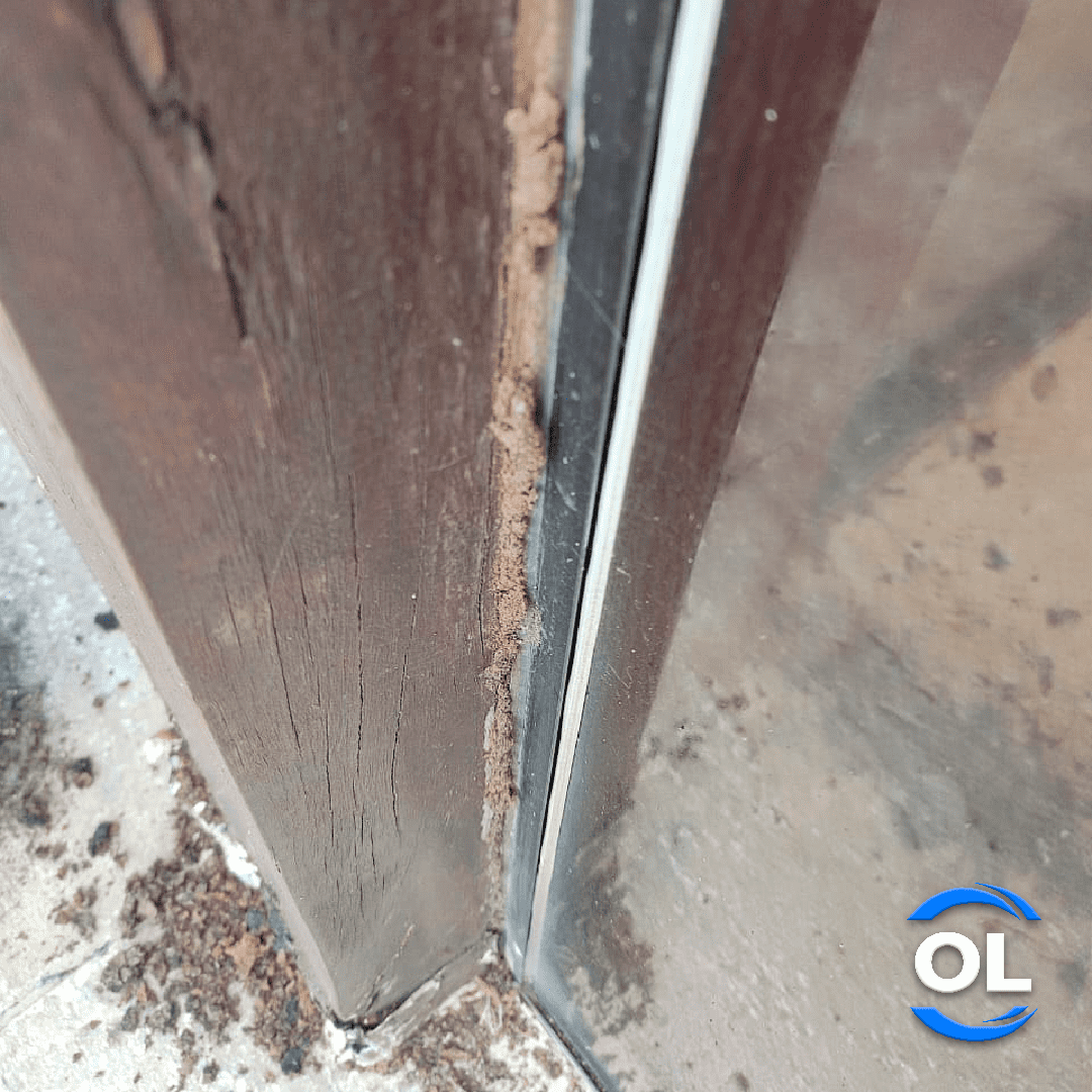 Cupim em pilar de madeira